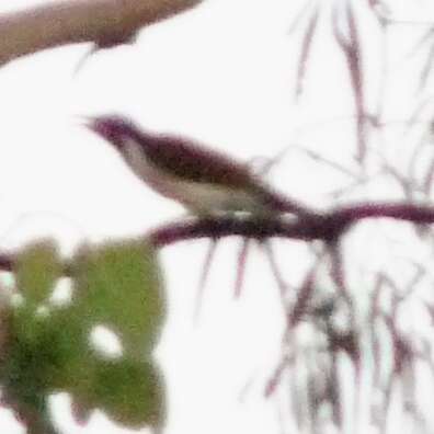 Image of Blue-faced Honeyeaters