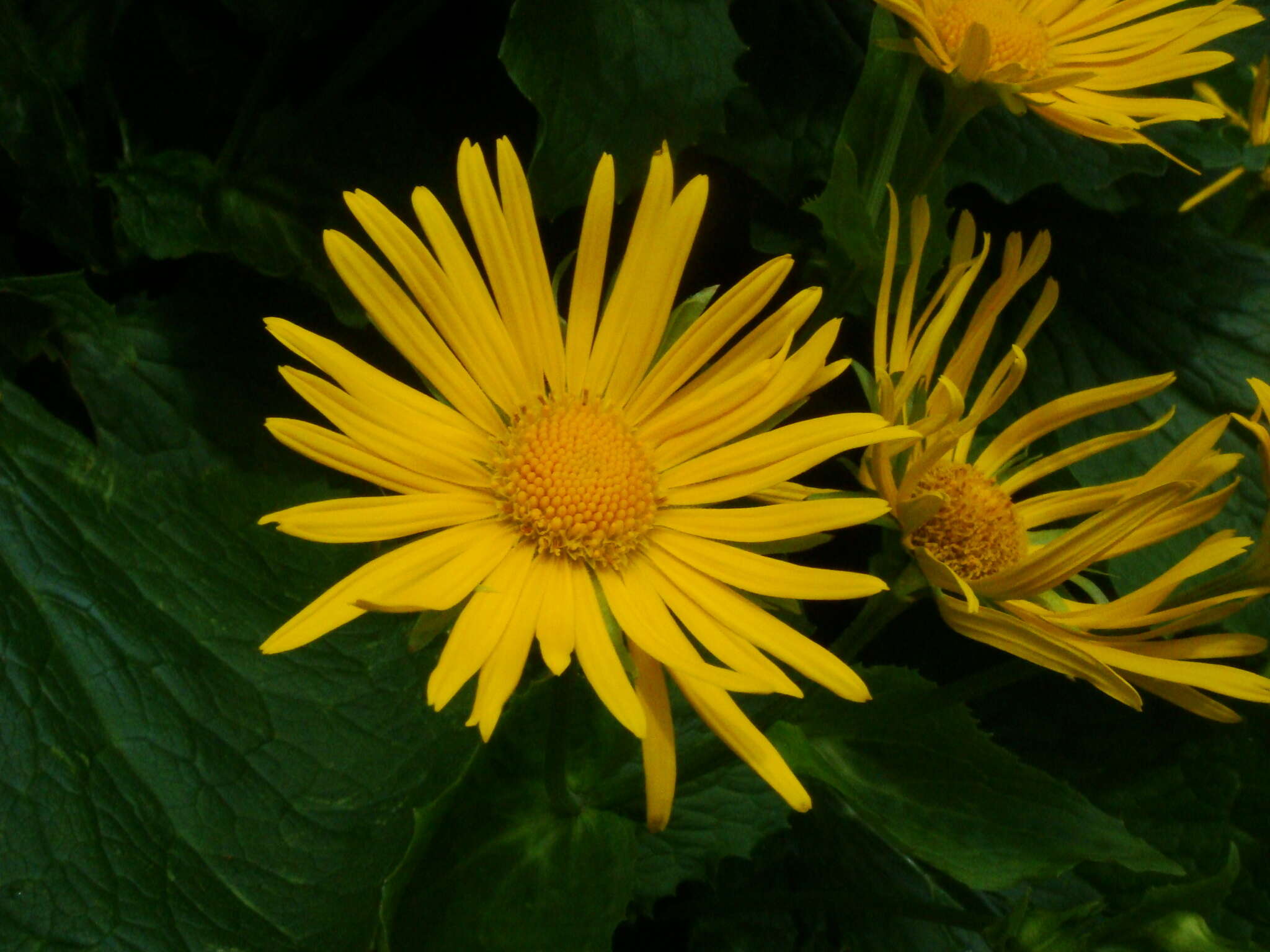 Image of Doronicum cataractarum Widd.