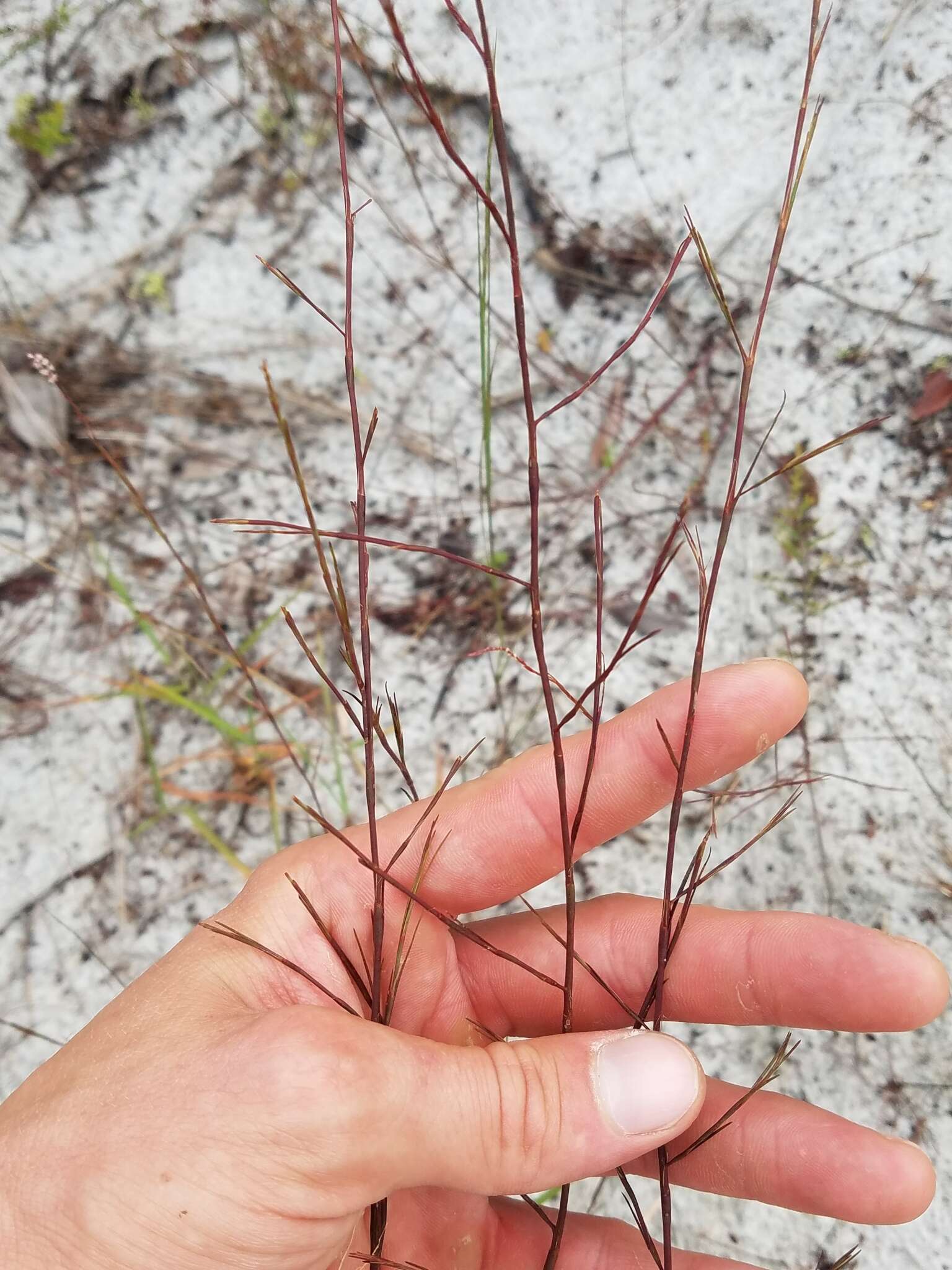 Image de Polygonella basiramia (Small) G. L. Nesom & V. M. Bates