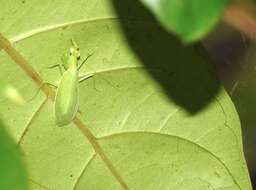 Image of Tropidomantis (Tropidomantis) gressitti Tinkham 1937