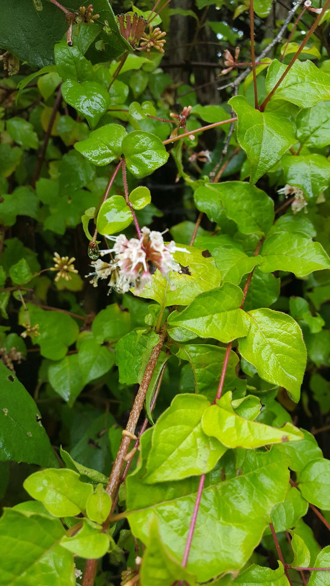 Image of Pisoniella arborescens (Lag. & Rodr.) Standl.