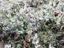 Plancia ëd Cladonia ramulosa (With.) J. R. Laundon