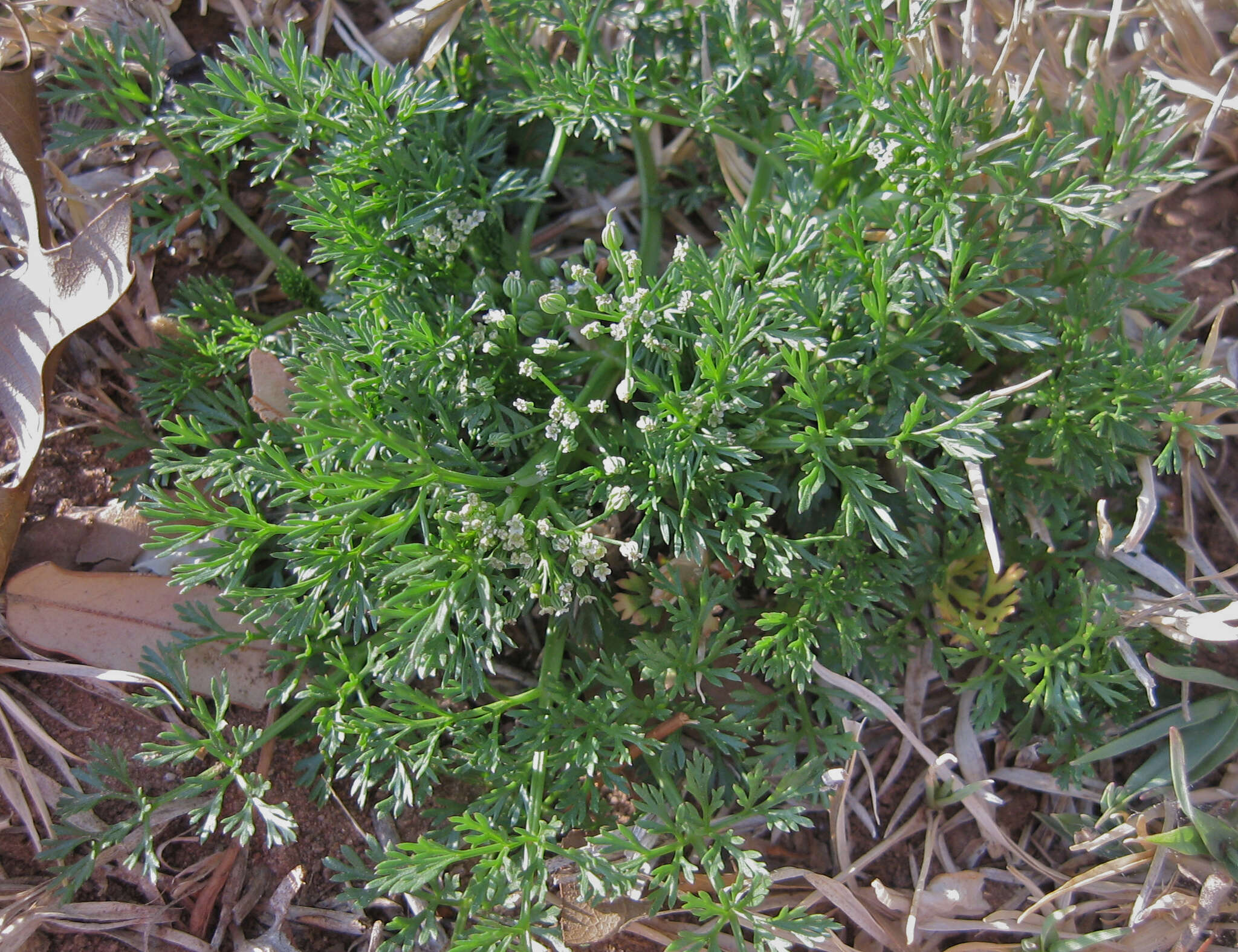 Image of Butler's sandparsley