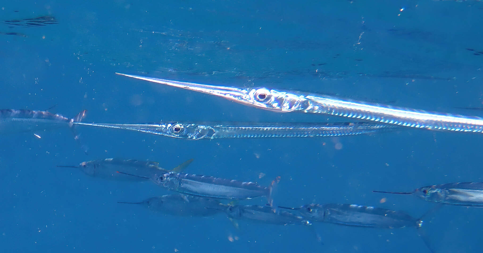 Image of Keeltail Needlefish