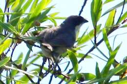 Image of Black-capped Warbling Finch