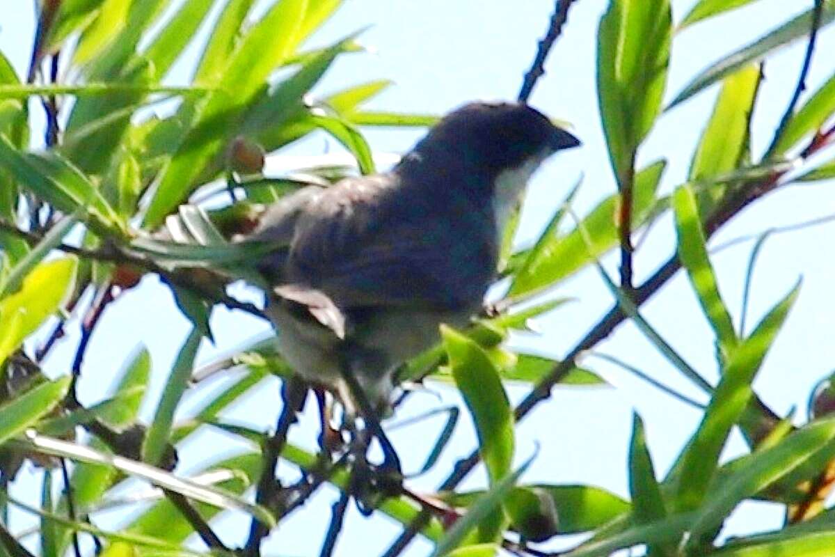 Image of Black-capped Warbling Finch