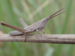 Pseudopomala brachyptera (Scudder & S. H. 1862)的圖片