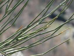 Imagem de Ephedra distachya subsp. helvetica (C. A. Mey.) Asch. & Graebn.