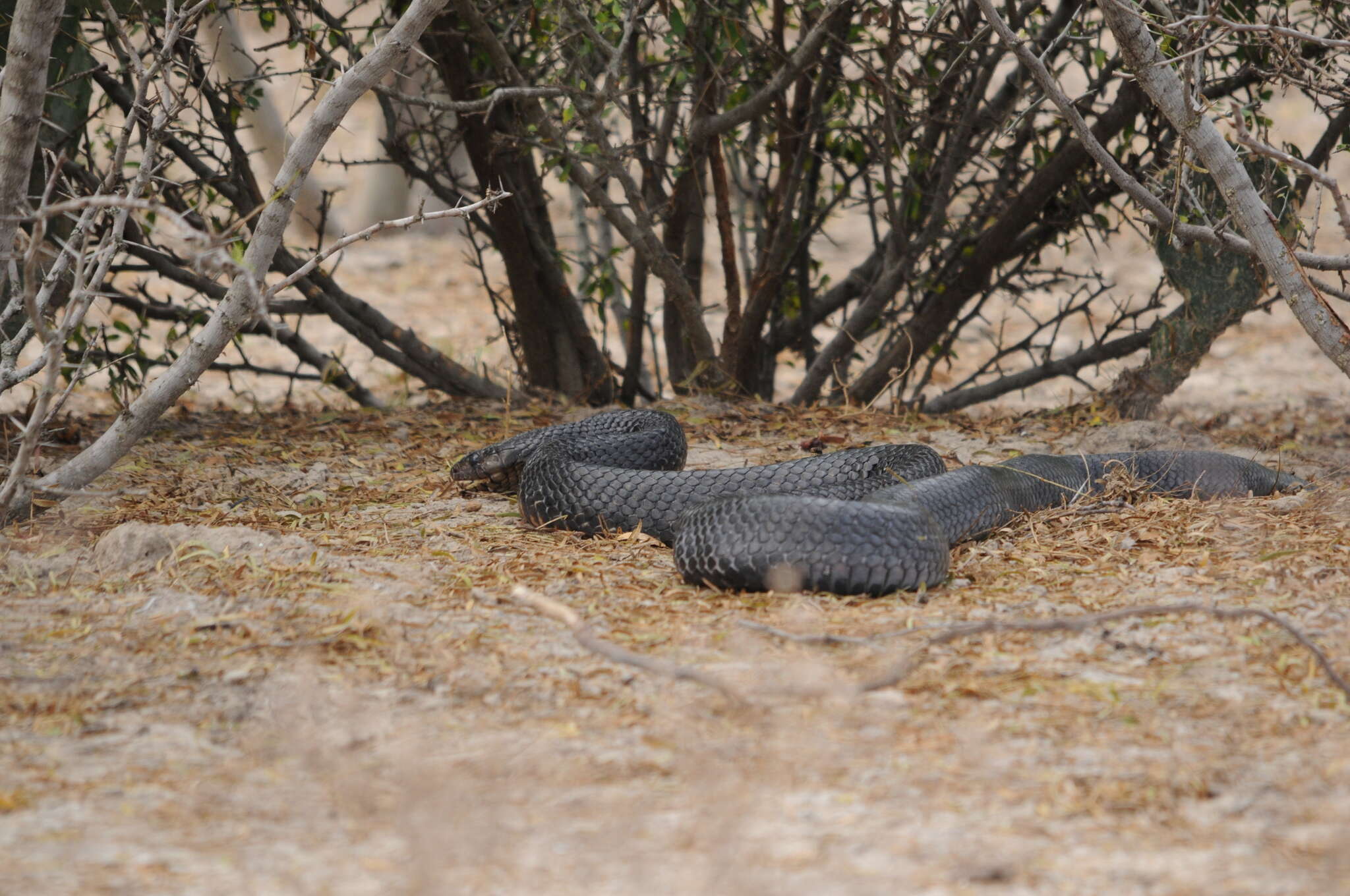 Image of Indigo Snake