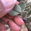 Arctostaphylos canescens subsp. canescens的圖片