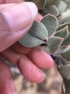 Image de Arctostaphylos canescens subsp. canescens