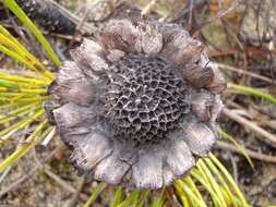 Image of Protea scorzonerifolia (Salisb. ex Knight) Rycroft