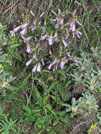 Image of Campanula sibirica subsp. hohenackeri (Fisch. & C. A. Mey.) Damboldt