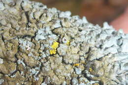 Image of wreath lichen