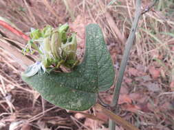 Image of Passiflora porphyretica Mast. ex J. D. Smith