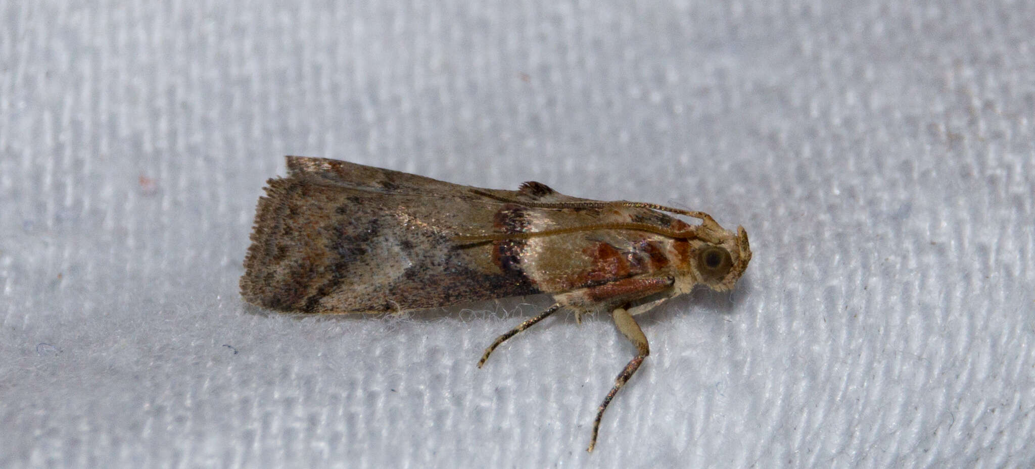 Image of Acrobasis tumidana Schiffermüller 1775