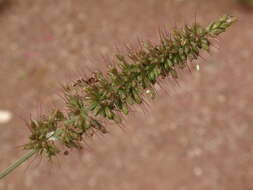 Image of bristly foxtail