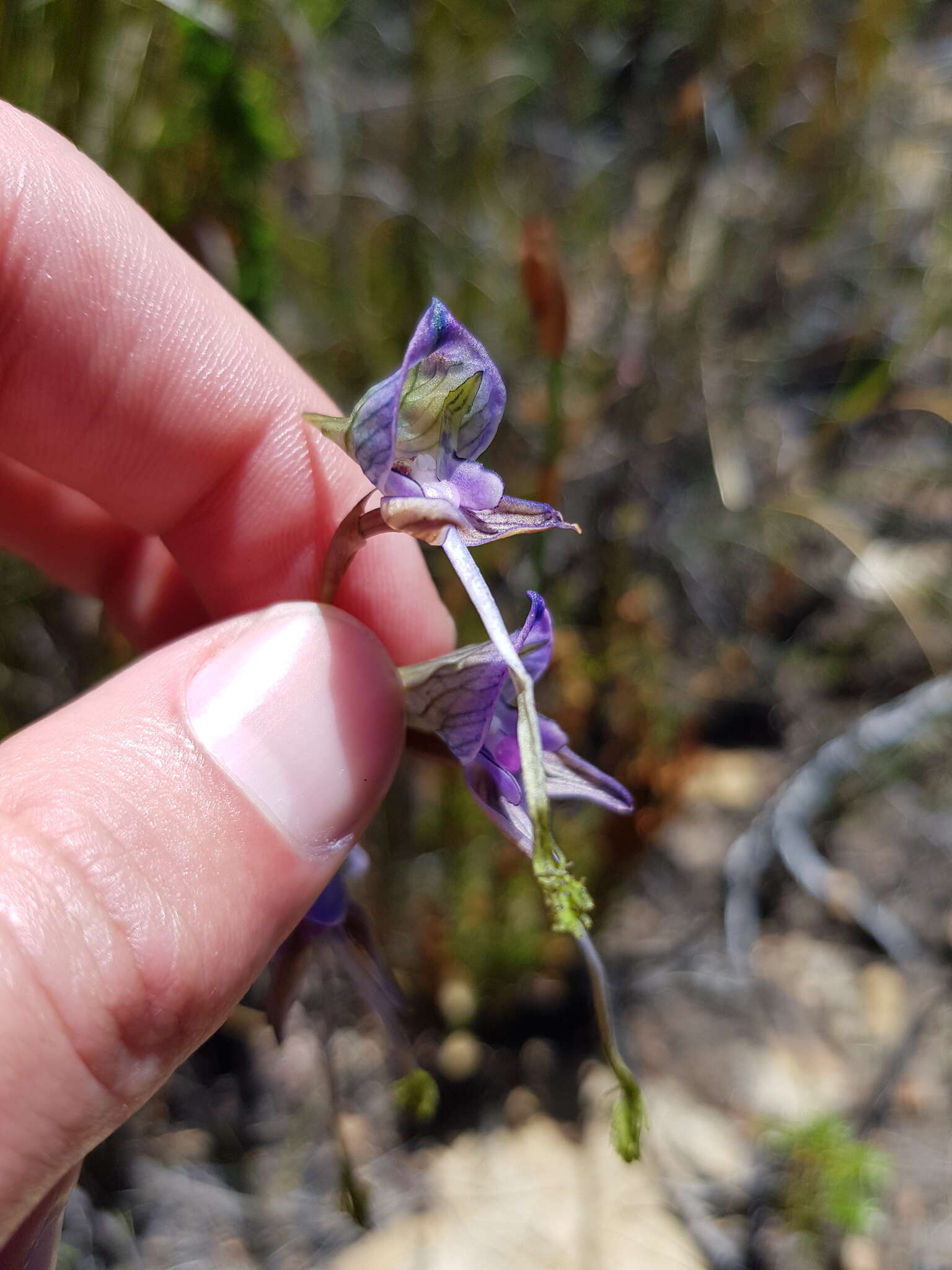 Image of Disa multifida Lindl.