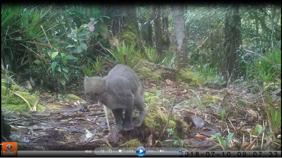 Image of Jaguarundi