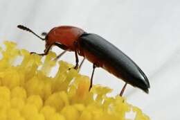 Image of Clover Stem Borer