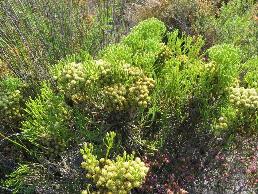 Image of Brunia paleacea Berg.