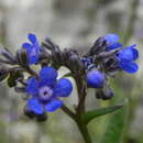 Слика од Cynoglottis barrelieri (All.) Vural & Kit Tan