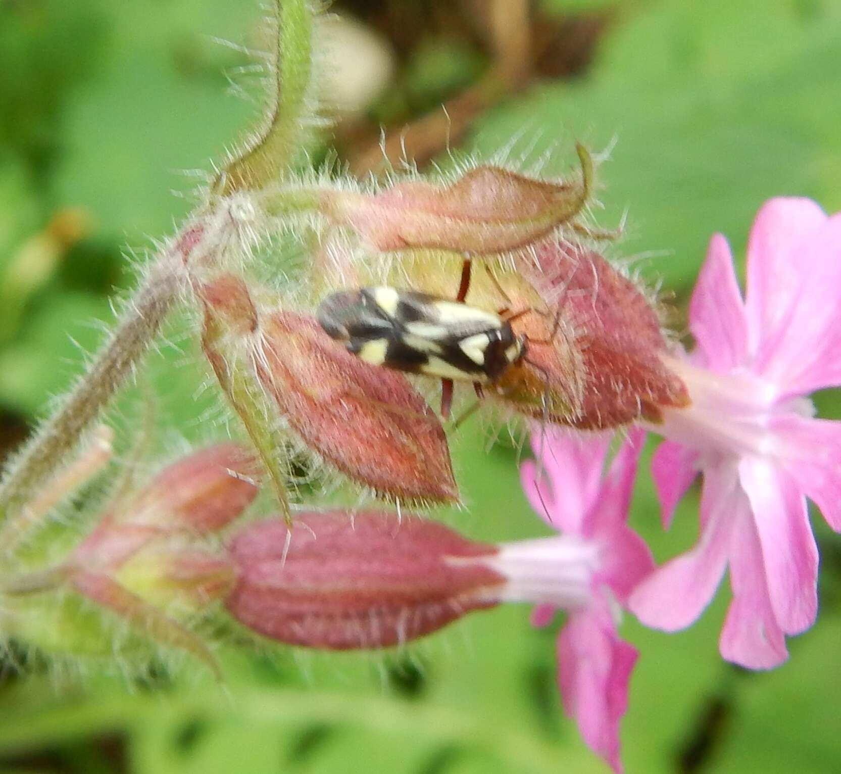 Image of Grypocoris sexguttatus (Fabricius 1777)