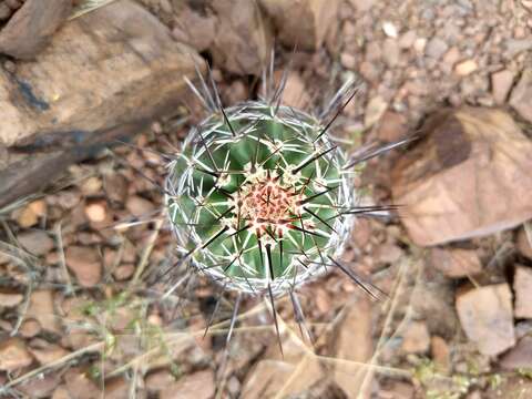 Image of pinkflower hedgehog cactus