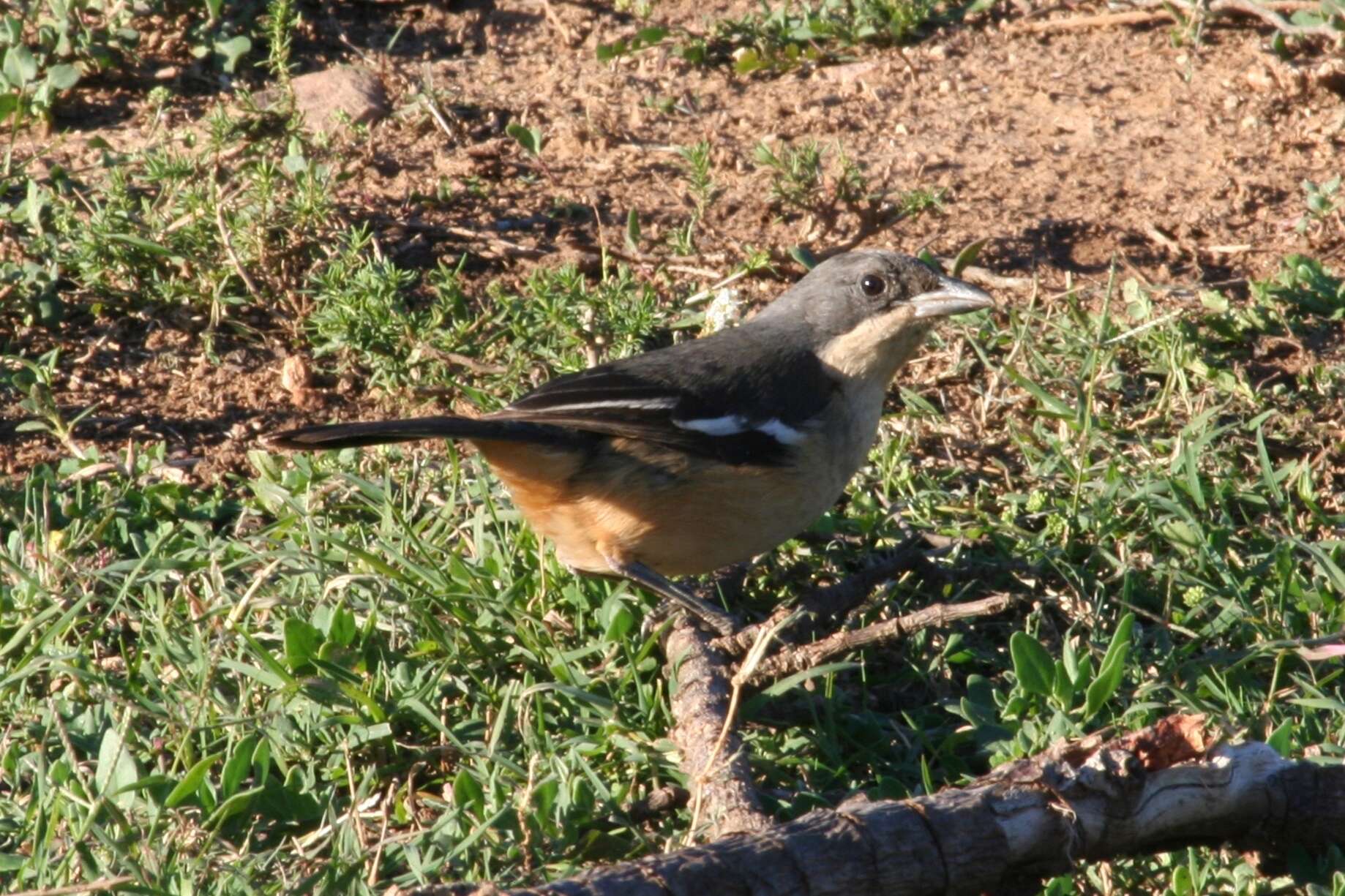 Image of Laniarius ferrugineus natalensis Roberts 1922