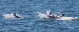 Image of Bottlenose Dolphin