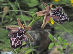 Image of Ophrys cretica subsp. cretica