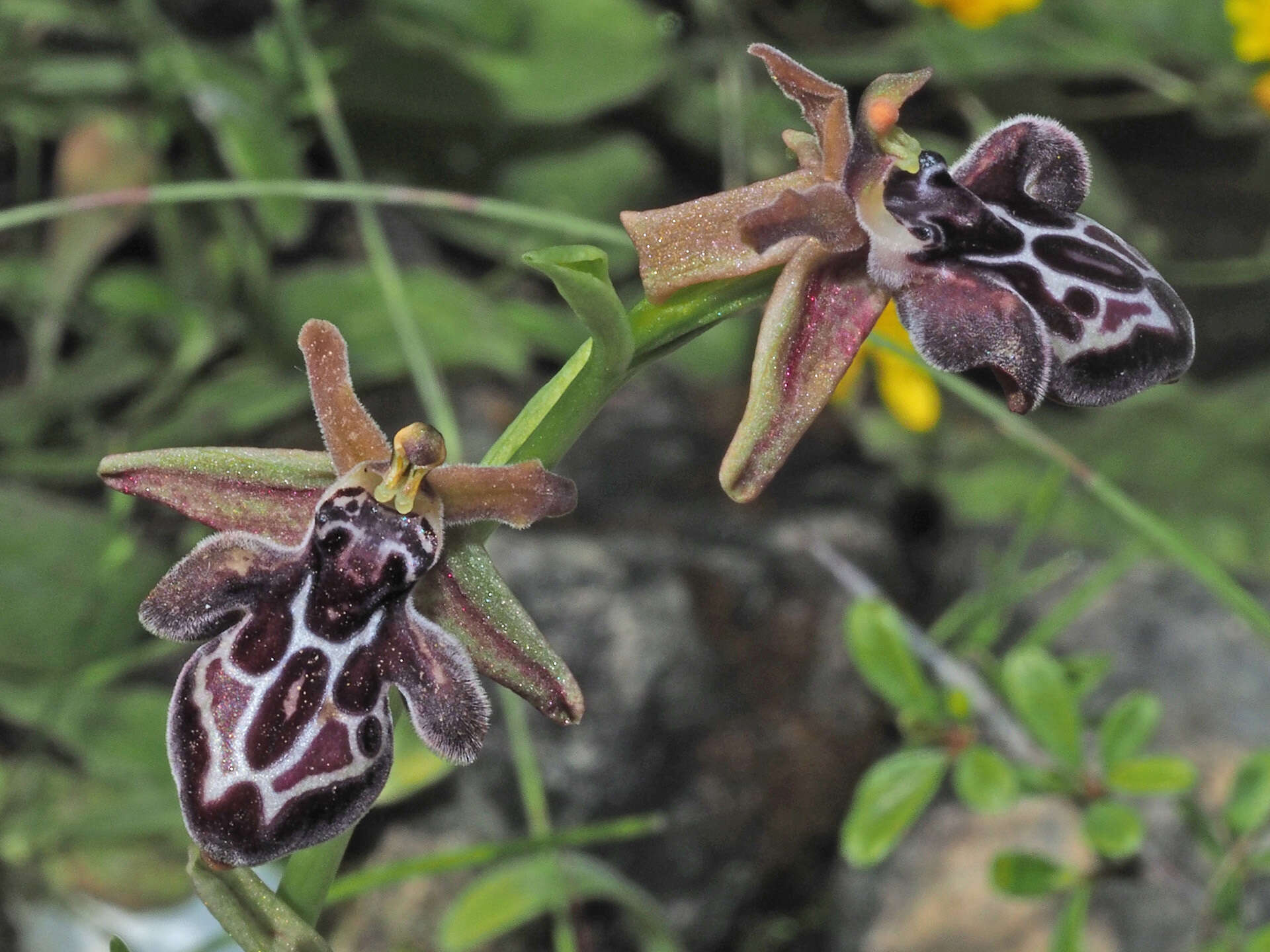 Image of Ophrys cretica subsp. cretica