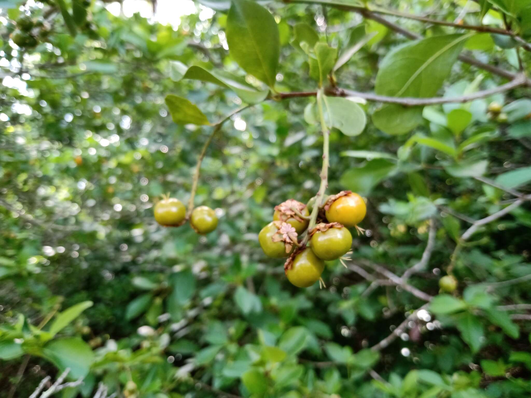 Imagem de Byrsonima gardneriana A. Juss.