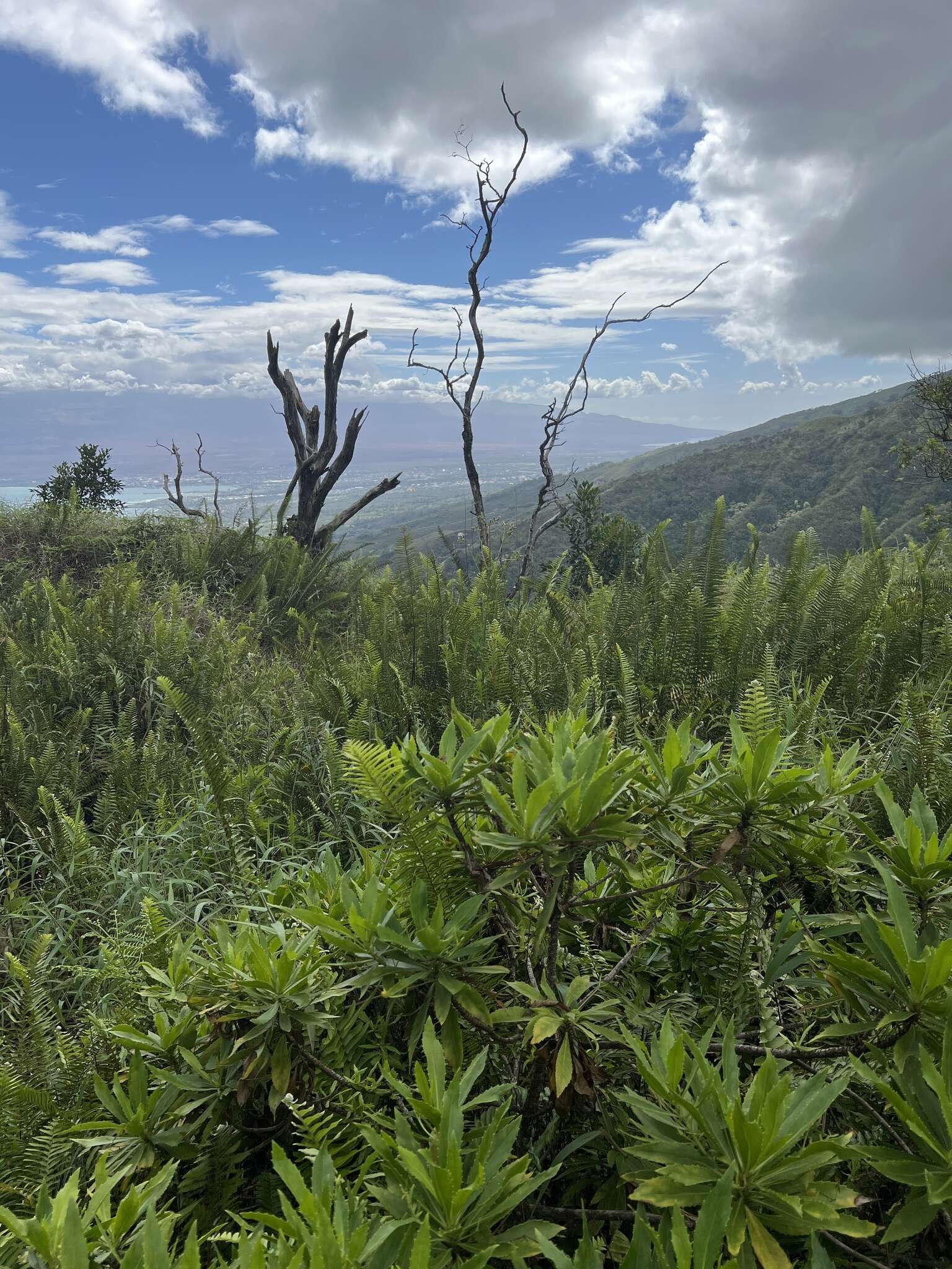 Imagem de Scaevola chamissoniana Gaud.