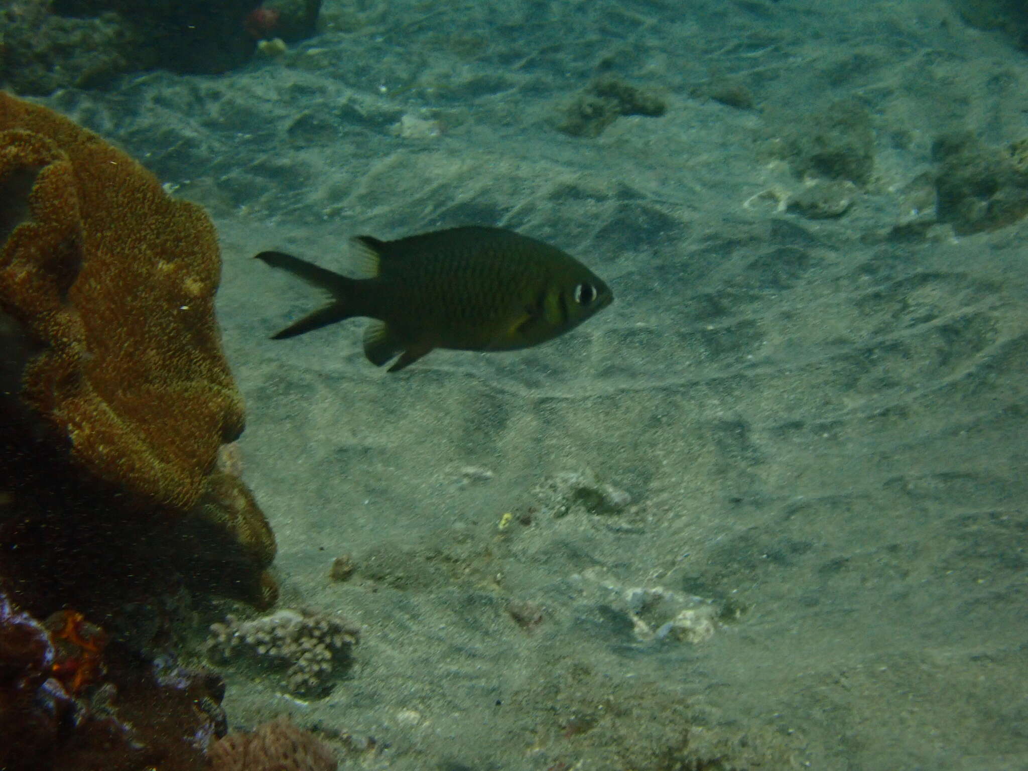 Image de Chromis weberi Fowler & Bean 1928