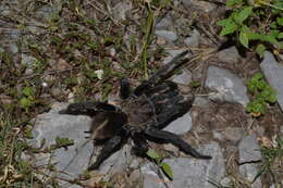 Image of Texas Tan Tarantula