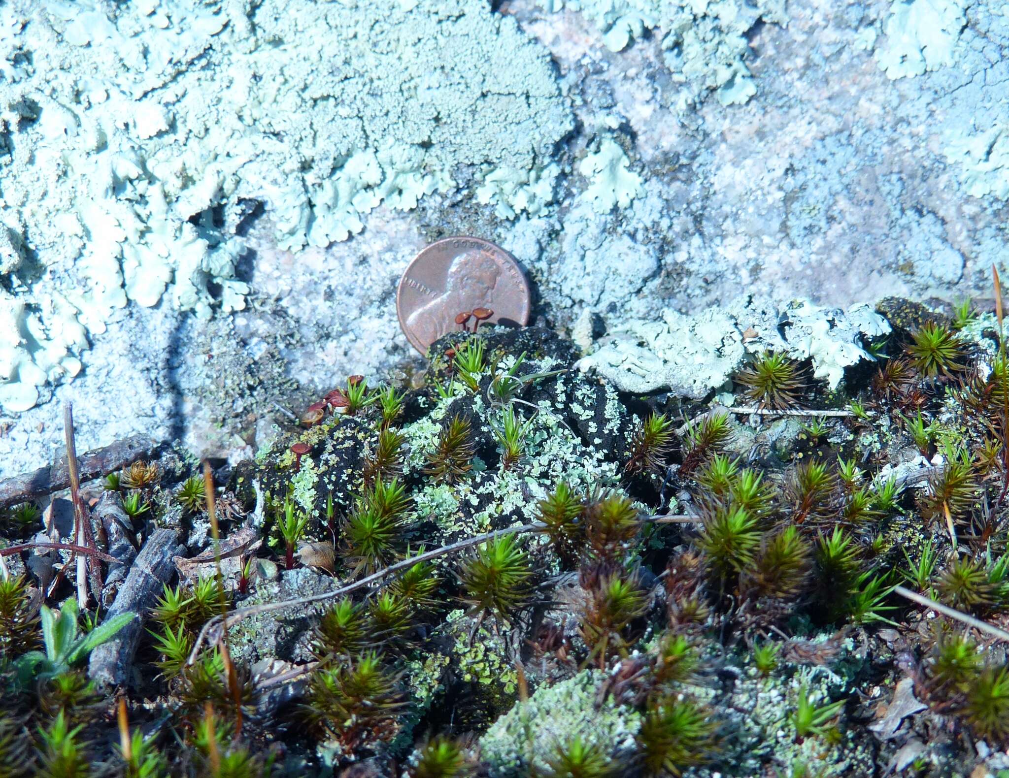 Image of buxbaumia moss