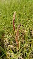 Image of St. Augustine grass