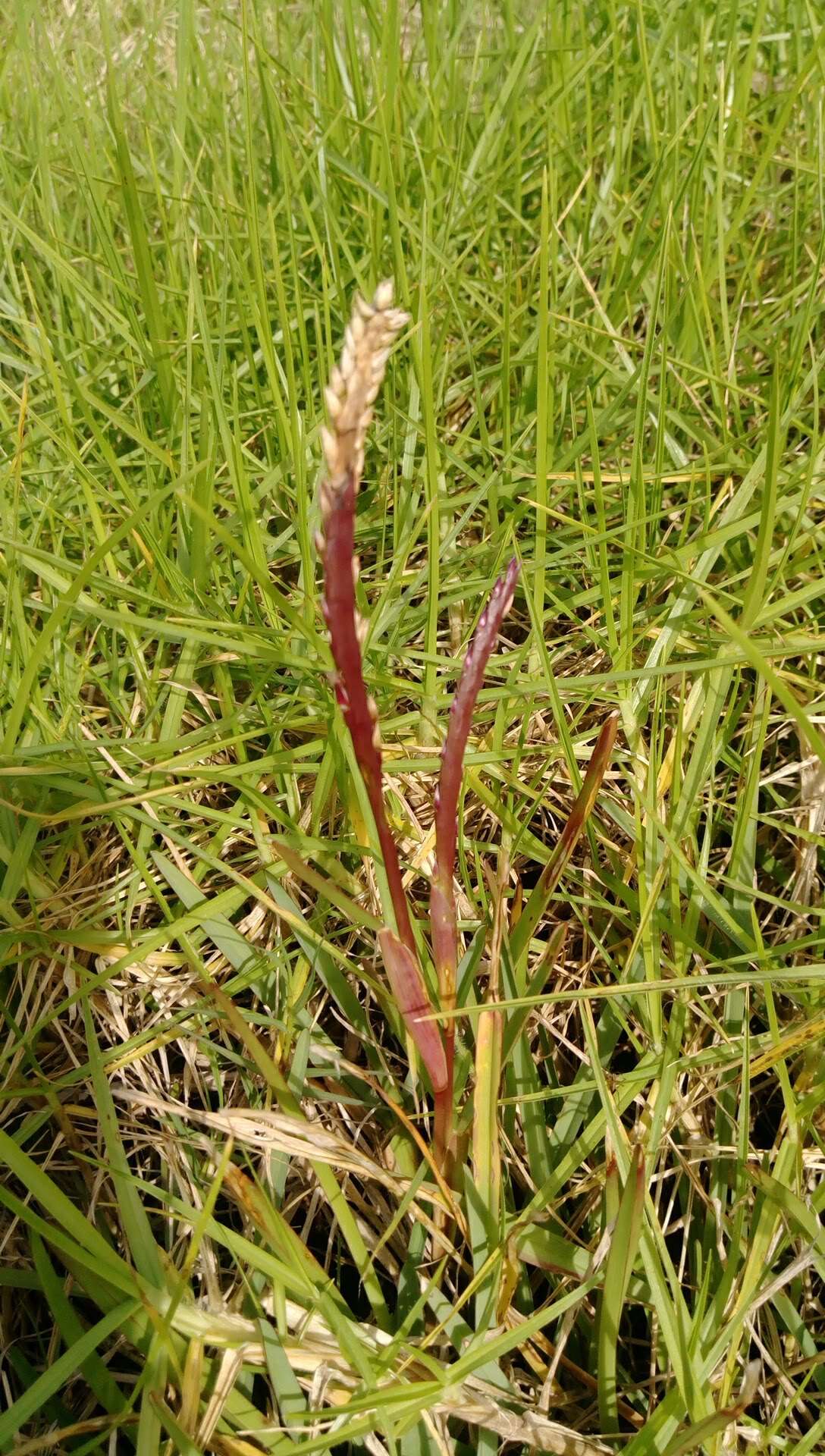 Image of St. Augustine grass