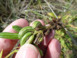 Image of Oenothera cambrica K. Rostanski