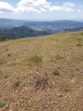 Image of Purdy's penstemon