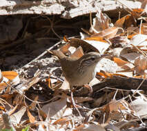 Image of Sinaloa Wren