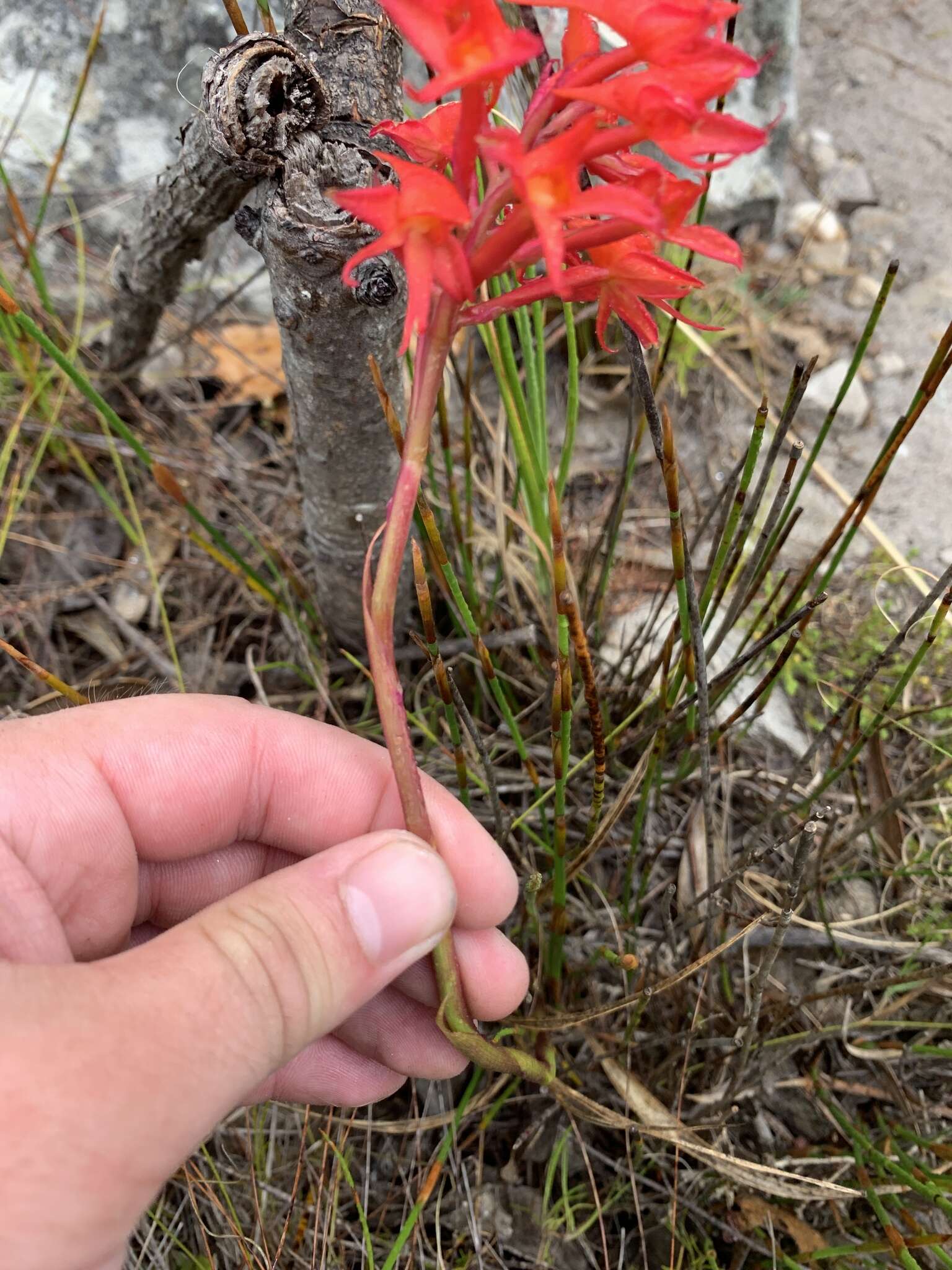 Image de Disa ferruginea Sw.