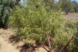 Слика од Eremophila longifolia (R. Br.) F. Muell.