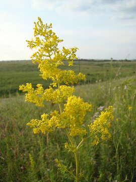 Image of Yellow Spring bedstraw