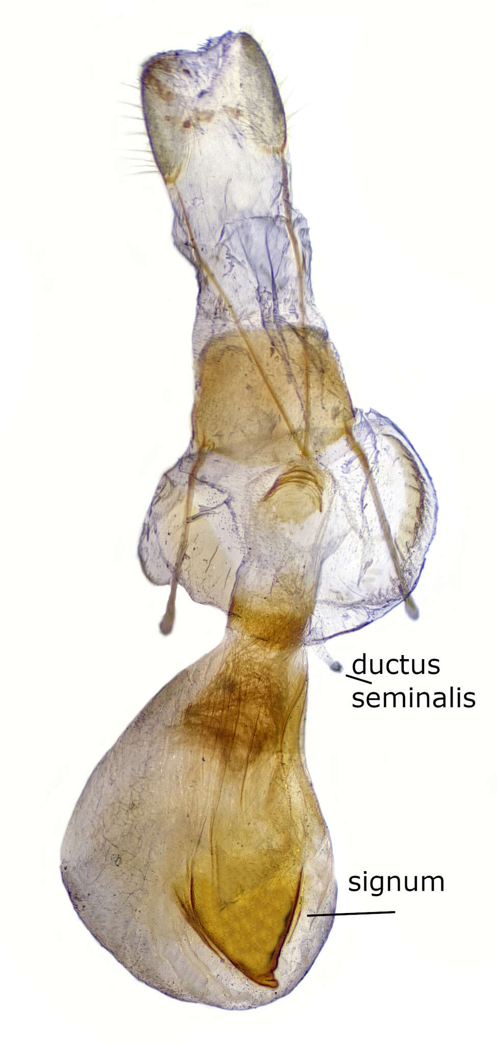 Image of Tornos benjamini Cassino & Swett 1925