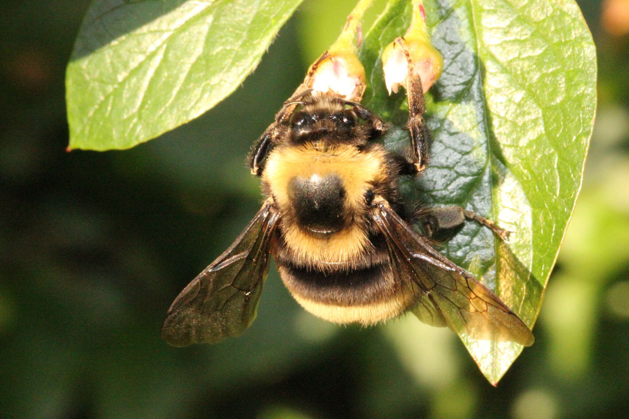 Слика од Bombus occidentalis occidentalis Greene 1858