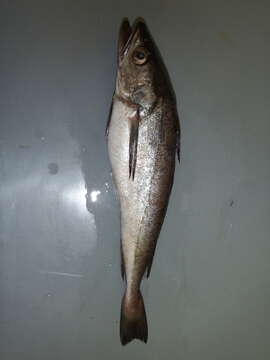 Image of Chilean hake