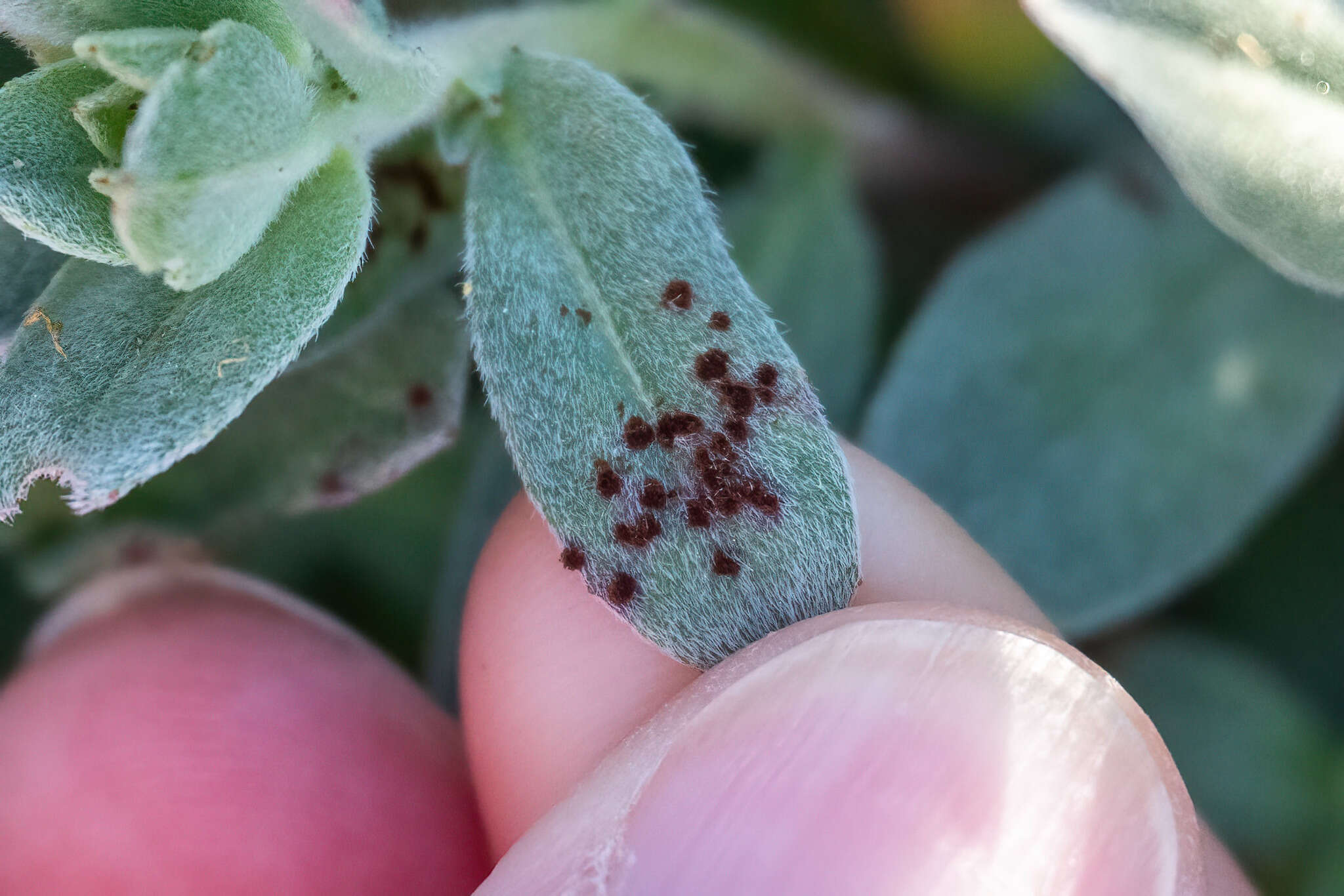 Imagem de Puccinia oenotherae Vize 1877