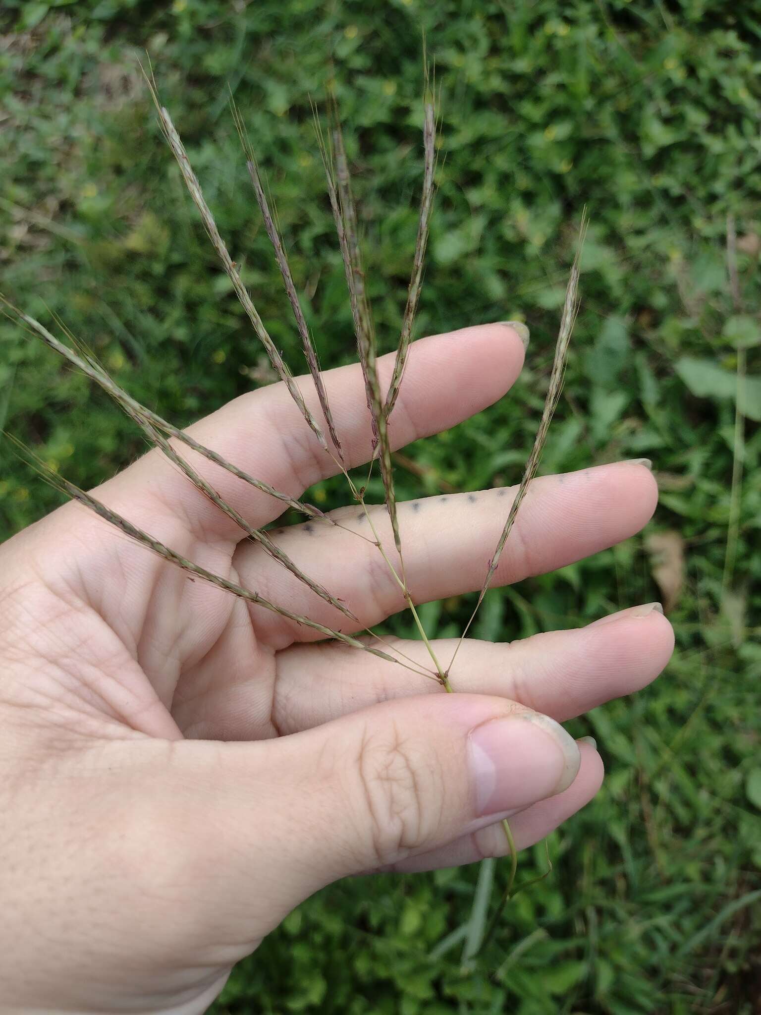 Image de Dichanthium annulatum var. annulatum